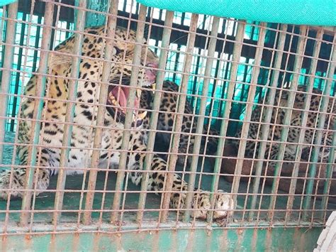 Forest department personnel caught 2 leopards in cages in Mangrol; The ...