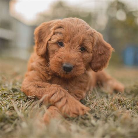 Poodle Golden Retriever Mix Goldendoodle Bred With A Golden Retriever