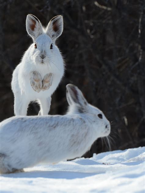 What Is Snowshoe Hare Predators at Matilda Mullan blog