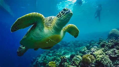 Moalboal & Kawasan Canyoneering, Cebu - Central de Reservas