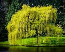 Image result for willow