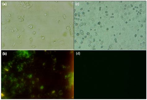 An Apta-Biosensor for Colon Cancer Diagnostics