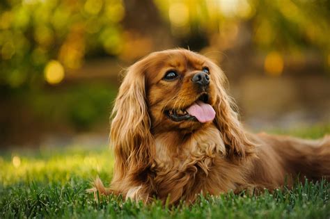 Cavalier King Charles Spaniel Dog Breed Health and Care | PetMD