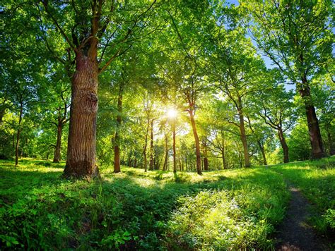 Dealer Login - Villagio Wood Floors