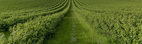 About Us – Girivalam Foods