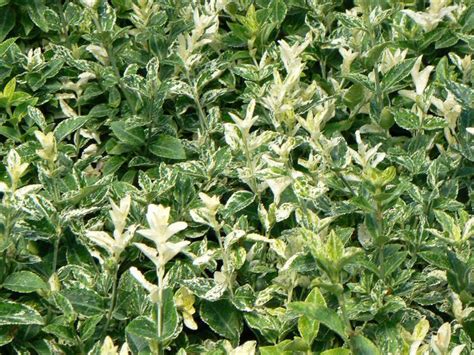 Image result for Example Work Programme in A4
