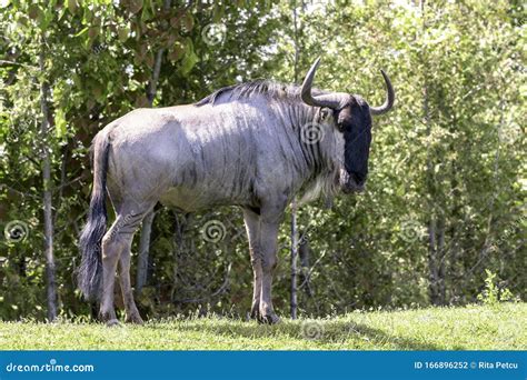 Blue Wildebeest Connochaetes Taurinus Stock Photo - Image of natural ...