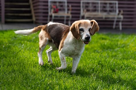 Dog Meat Armor 的图像结果