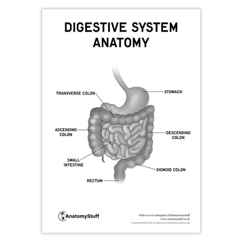 Digestive System PDF Poster | Human Anatomy Chart Download – AnatomyStuff