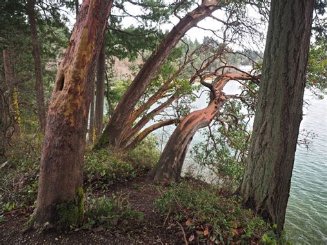 Squaxin Park (Priest Point) — Washington Trails Association