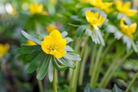 Yellow Green Flowers