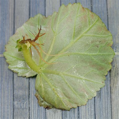 Begonia × hiemalis
