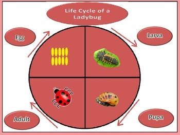 Ladybug: Life Cycle of a Ladybug: by Kids' Learning Basket | TpT