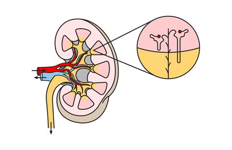 Chronic Kidney Disease in Cats | Royal Canin US