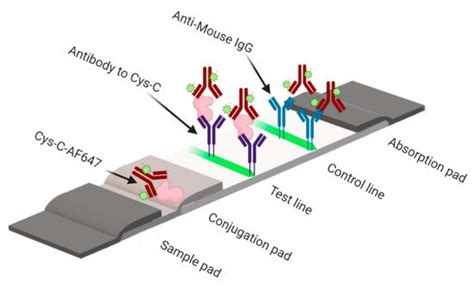 Development and Evaluation of a Quantitative Fluorescent Lateral Flow ...