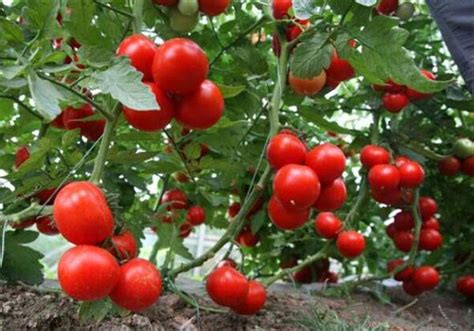 西红柿的播种方法