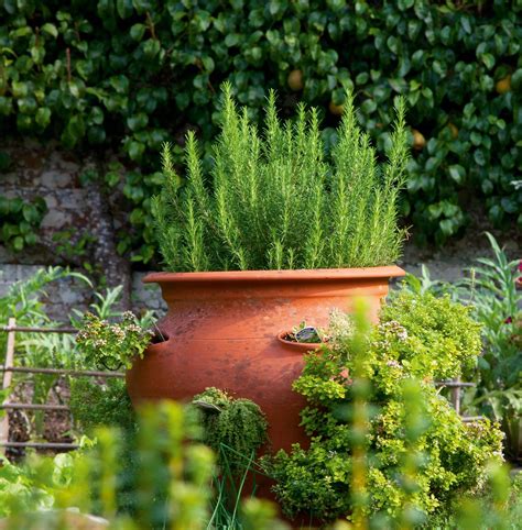 Best plants for pots all year round: 10 standout varieties | Homes and ...
