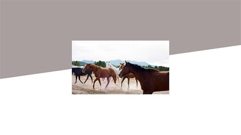 Photography Photos as Local 的图像结果