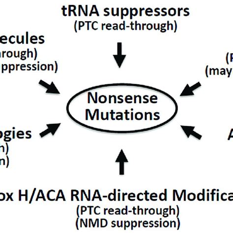 Image result for Stop Codons Nonsense Mutations