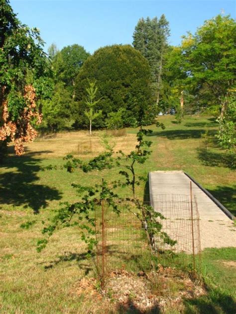 Gleditsia triacanthos f. inermis 'Pin Cushion' - Pin Cushion thornless ...