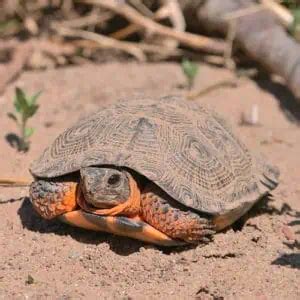 Image result for Turtle Color