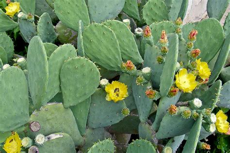 Cactus Texas History at Jake Congreve blog