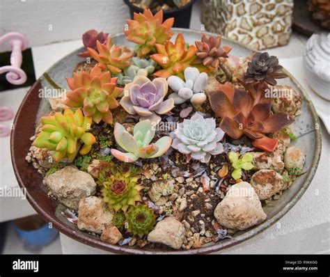 Miniature succulent plant beautiful / Mix of collection set Succulent ...