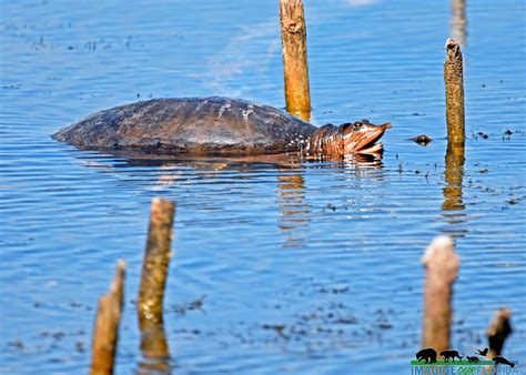 Image result for Florida Softshell Turtle Shell Decor