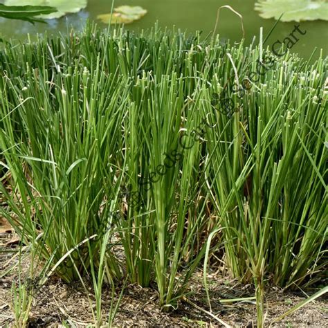 Buy Bamboo Seeds Online India — ISF Certified | SeedsCart