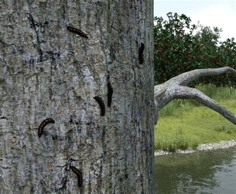 Spiny Elm Caterpillars by Ken _Gilliland