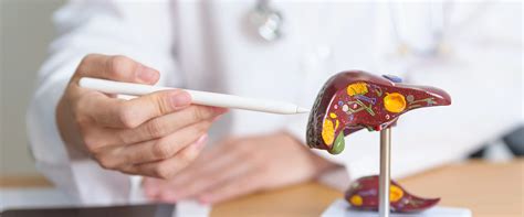 Impact of Ageing on Liver Health and Ways to Improve It