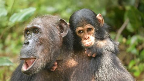 How female friendships help chimp babies survive | ScienceDaily