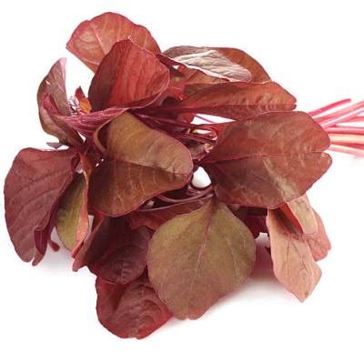 Buy Sunrise Red Amaranthus Hybrid Seeds online at best price