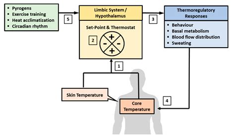 Fundamental Concepts of Human Thermoregulation and Adaptation to Heat ...