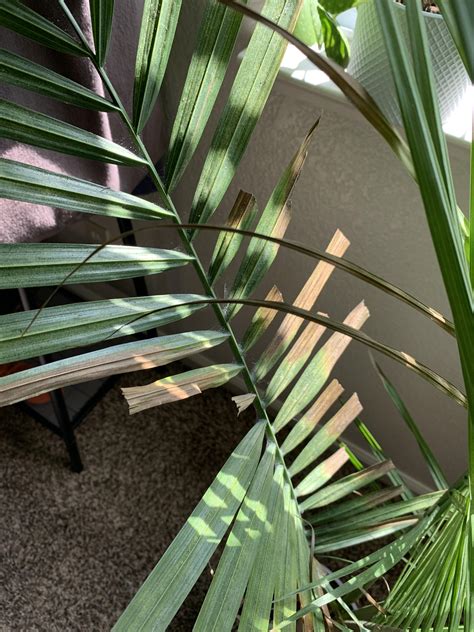 78 best Majesty Palm images on Pholder | Houseplants, Plantclinic and ...
