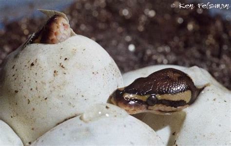 Ball Python Hatching 的图像结果