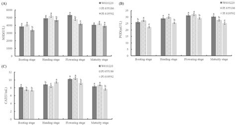 Anatomical and Physiological Characteristics of Awn Development in ...