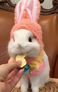 Image result for Baby Bunnies GIF