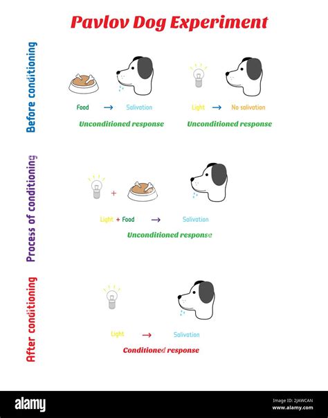 The mechanics of the Pavlov's dog experiment with light - conditioned ...