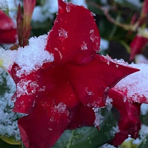 Mandevilla Winter Care: How To Overwinter Mandevilla Plants?