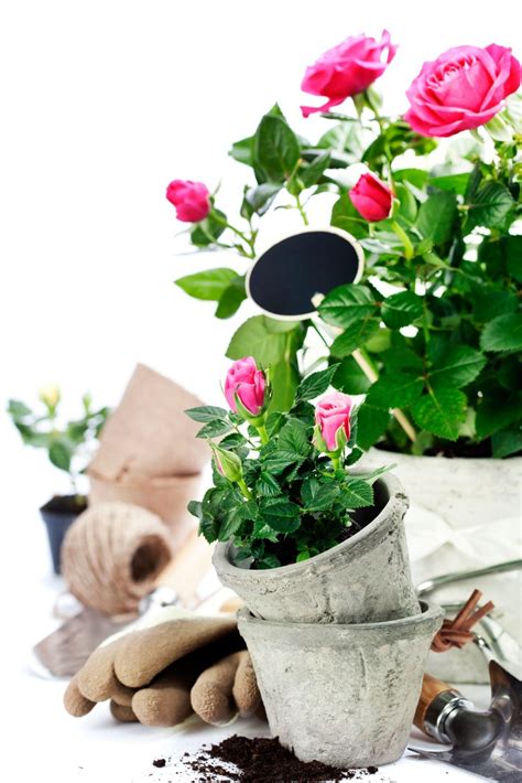 Transplanting Roses: How To Transplant Roses | Gardening Know How