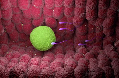 Image result for fertilisation