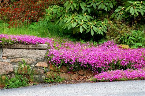 Sunny Ground Cover Perennials
