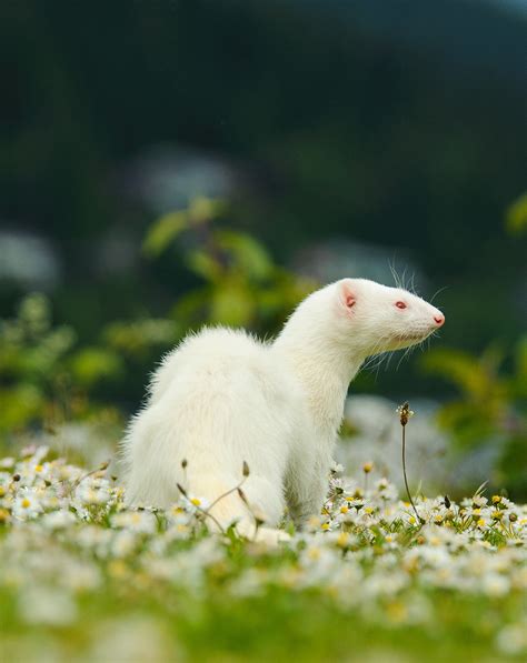 Ferret Names: Over 250 of the Best Names For Ferrets