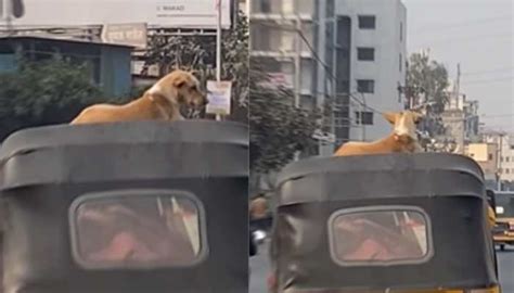 'Dogesh bhai on top': Video with dog on top of autorickshaw goes viral ...