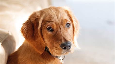 Contact Us | Animal Hospital of Newport Hills