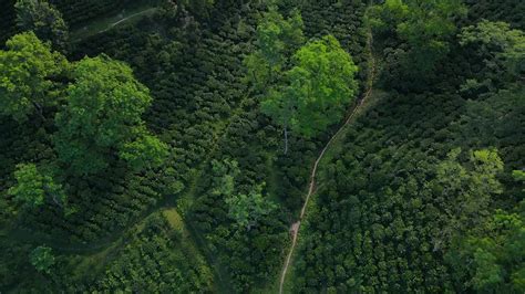 Exotic & Classic Tea Blends | Herbal Teas | Tea and Twigs