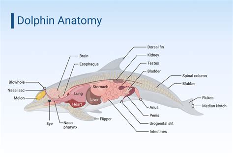 Anatomy Of Dolphin