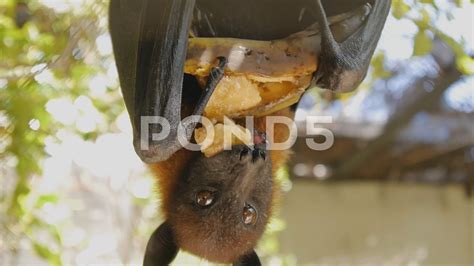Cute Fruit Bat Eating