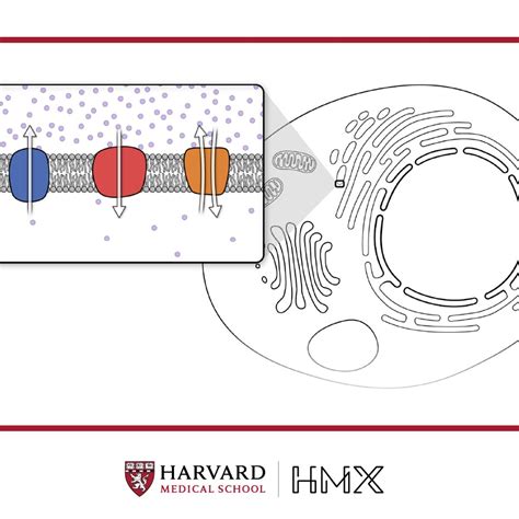 Apply for a Unique Harvard Medical School Online Biochemistry ...
